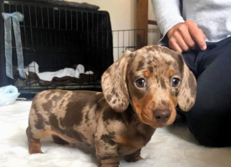 Dachshunds: How Fast Can These Little Dogs Run?